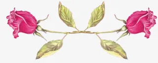 花朵树叶分割线免抠