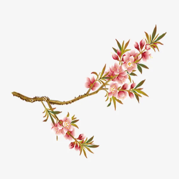 桃花枝花朵春天免费图片免抠