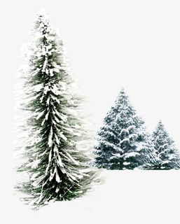 雪松素材图片免抠