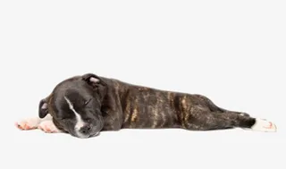 黑色躺着的斯塔福德郡斗牛犬动物免抠