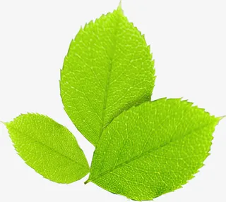 高清春天绿叶装饰免抠装饰植物元素