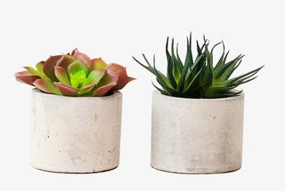 盆栽装饰小清新多肉免抠