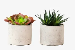 盆栽装饰小清新多肉免抠