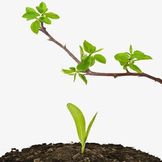 花草树木发芽免抠