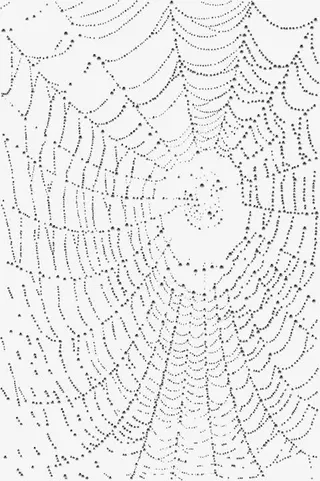 蜘蛛网和水滴素材免抠