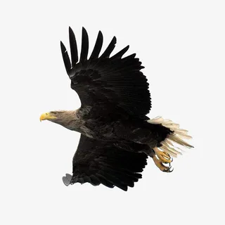 展翅的海雕免抠