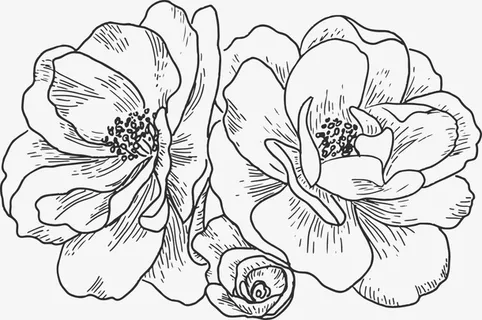 线稿花朵手绘花免抠