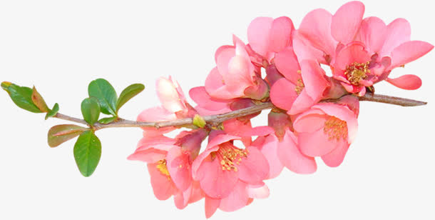 春天绿叶花朵促销活动装饰免抠