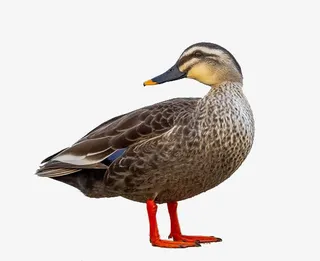 站立的斑嘴鸭免抠