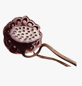 枯萎的莲花头免抠