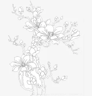 中国风美丽绽放玉兰花免抠