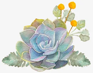 手绘绿色多肉植物免抠图免抠