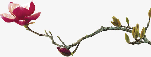 端午花朵绿色树枝免抠