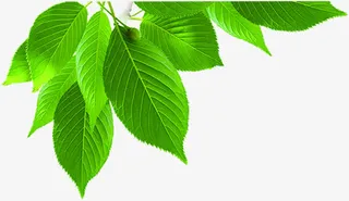 绿色树叶装饰春天免抠