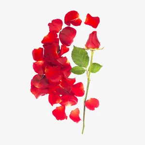 红色唯美玫瑰花瓣元素免抠