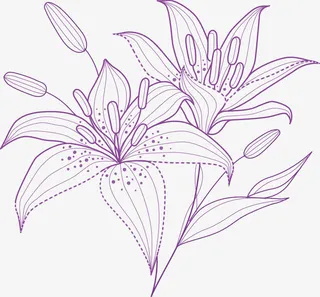 紫色百合线稿素材免抠