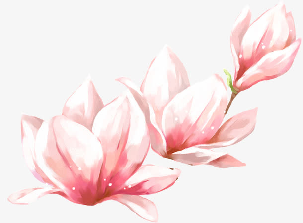 春天手绘粉色玉兰花免抠装饰植物元素