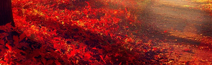 满地红叶高清
