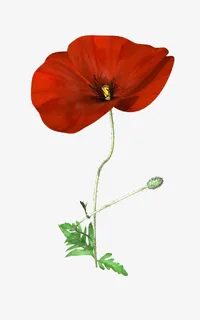 一朵大红花免抠 一朵大红花免抠