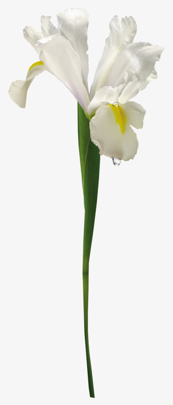 白色花瓣免抠