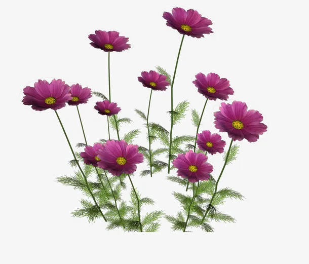 装饰图案鲜花花卉免抠