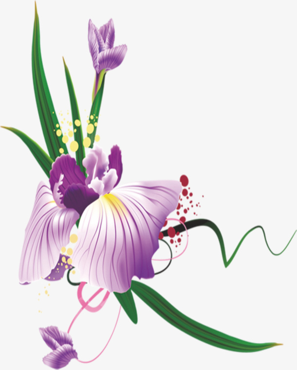 君子兰免抠
