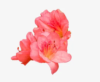 三朵红色杜鹃花瓣花蕊实物免抠 三朵红色杜鹃花瓣花蕊实物免抠