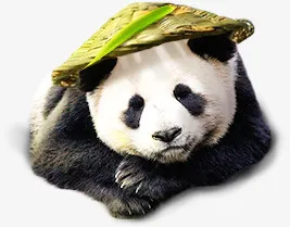 创意合成可爱呆萌的小熊猫免抠