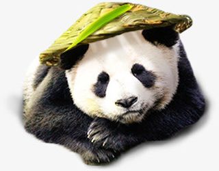 创意合成可爱呆萌的小熊猫免抠