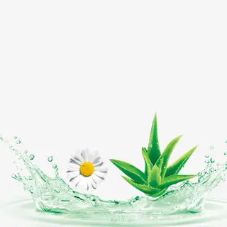 素材水菊花芦荟免抠