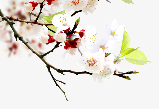 春天绽放桃花枝条免抠