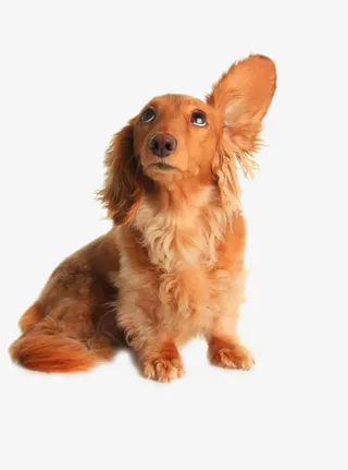 耷拉着耳朵的狗免抠