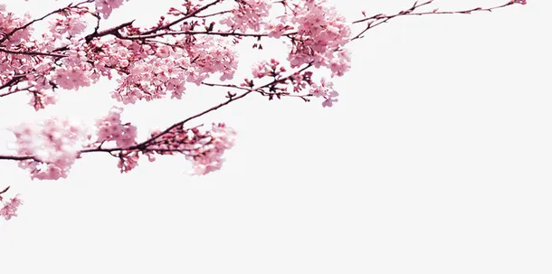 粉色中国风花枝装饰图案免抠