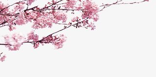 粉色中国风花枝装饰图案免抠