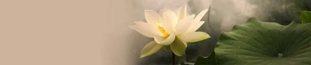 唯美淡雅中国风荷花壁纸免抠