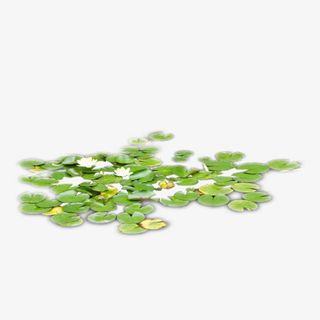 荷叶浮萍小白花免抠