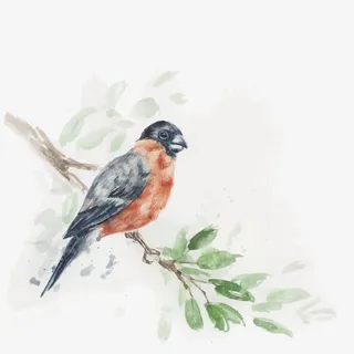 水彩画鸟和树枝免抠