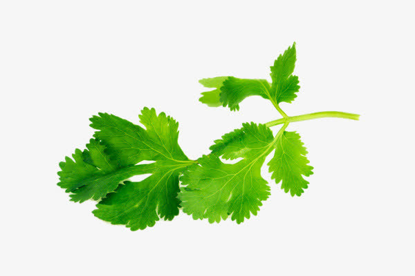 绿色香菜免抠