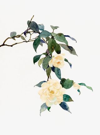 手绘绿叶黄色盛开花朵免抠