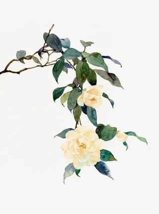 手绘绿叶黄色盛开花朵免抠