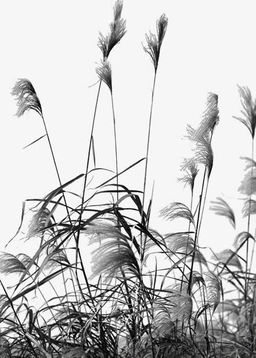 芦苇荡黑白照片免抠