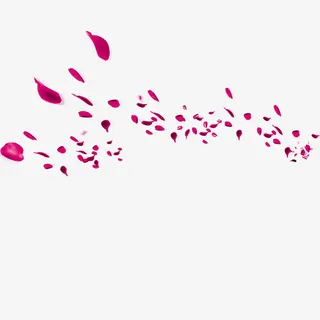 玫瑰花瓣海报设计底纹免抠