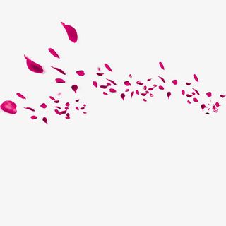 玫瑰花瓣海报设计底纹免抠