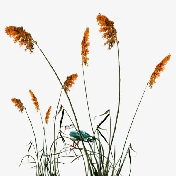 芦苇草上的鸟类元素免抠