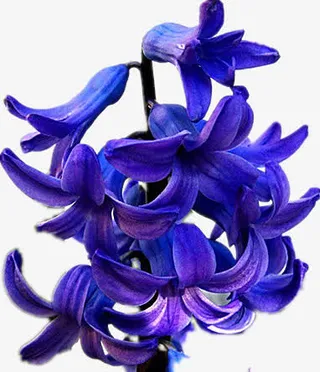 漂亮的风信子免抠