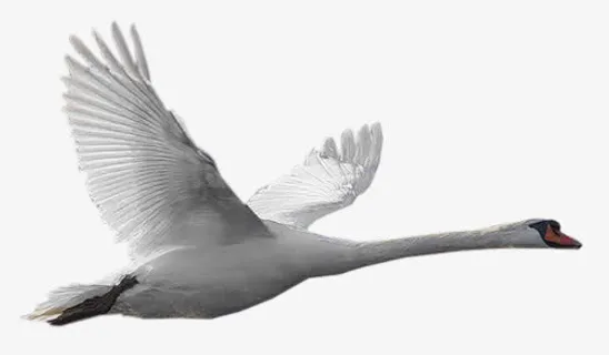 天鹅免抠 天鹅免抠