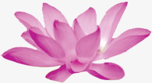 盛开合荷花元素免抠