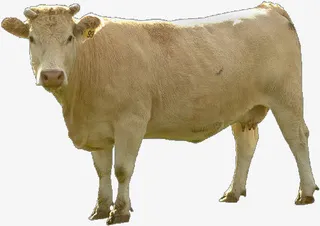 黄牛免抠
