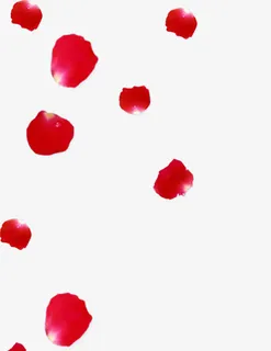 情人节玫瑰花花瓣免抠