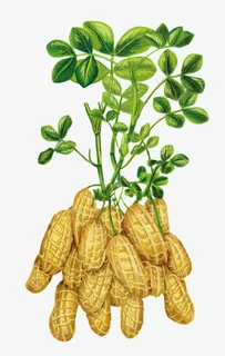 手绘花生生长图免抠